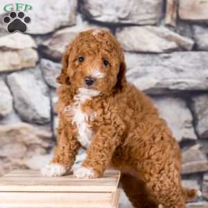 Rosie, Miniature Poodle Puppy