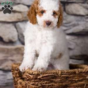 Randy, Miniature Poodle Puppy