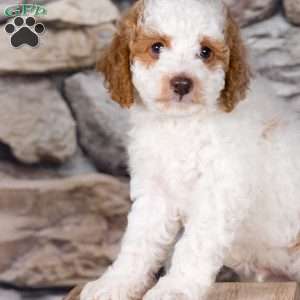 Randy, Miniature Poodle Puppy