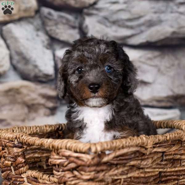 Ruby, Miniature Poodle Puppy