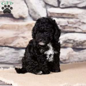 Reeses, Miniature Poodle Puppy