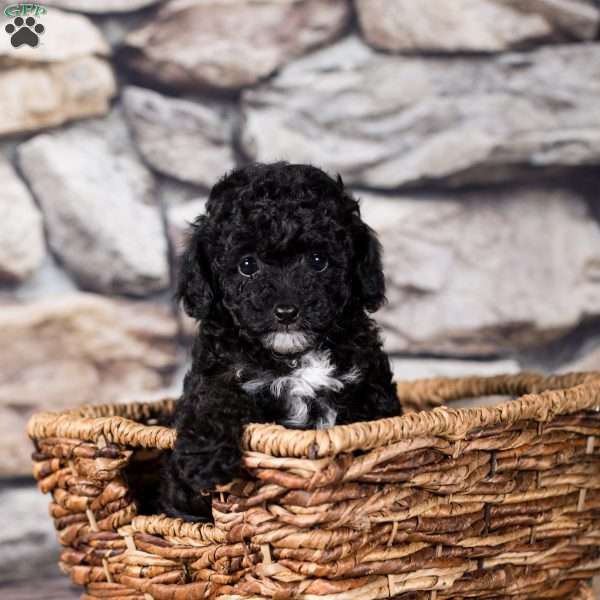 Reeses, Miniature Poodle Puppy