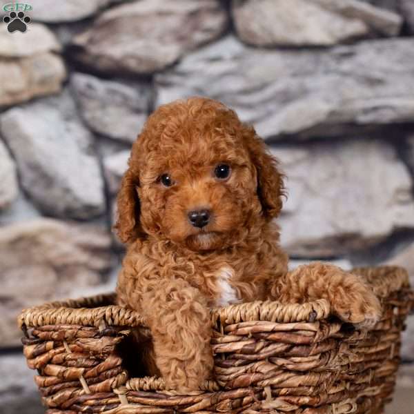 Ralph, Miniature Poodle Puppy