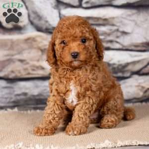 Ralph, Miniature Poodle Puppy