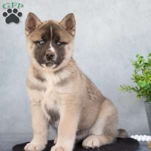 Akita Mix Puppies For Sale | Greenfield Puppies