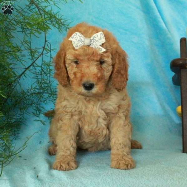 Edwina, Mini Goldendoodle Puppy