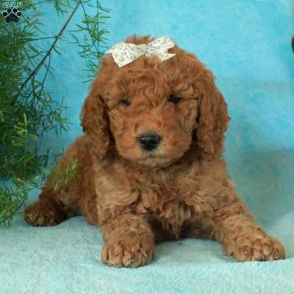 Ella, Mini Goldendoodle Puppy