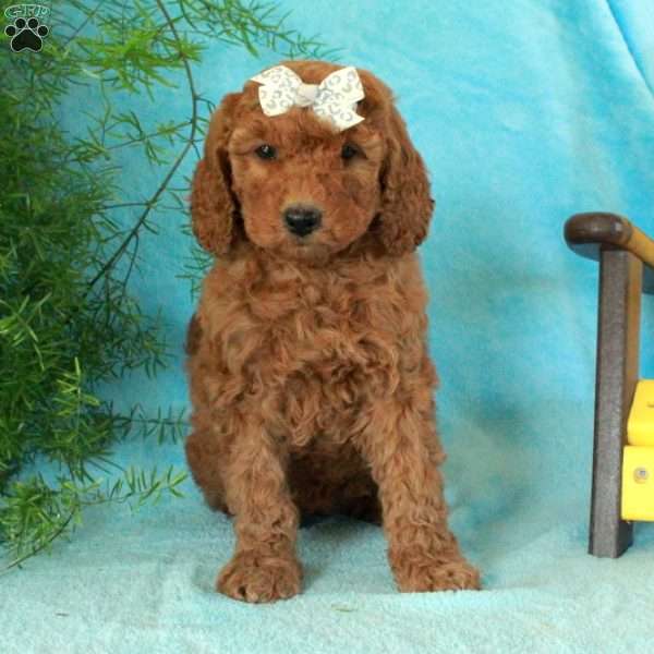 Elsie, Mini Goldendoodle Puppy