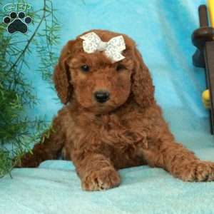 Elsie, Mini Goldendoodle Puppy