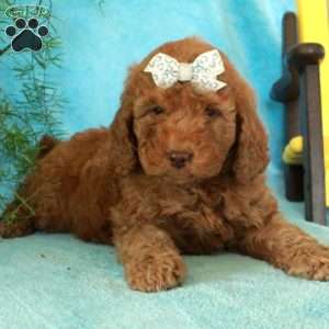 Estelle, Mini Goldendoodle Puppy