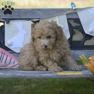 Archie, Mini Labradoodle Puppy