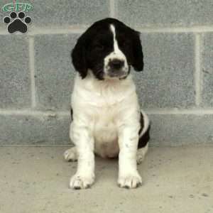 Puppies for Sale Under $300 - Price Under $300 | Greenfield Puppies