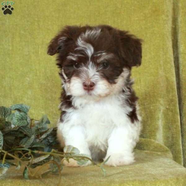 Felix, Havanese Puppy