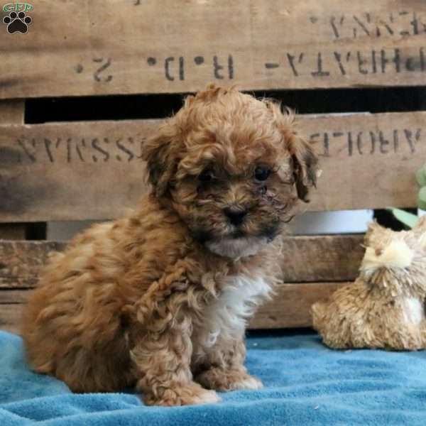 Felix, Shih-Poo Puppy