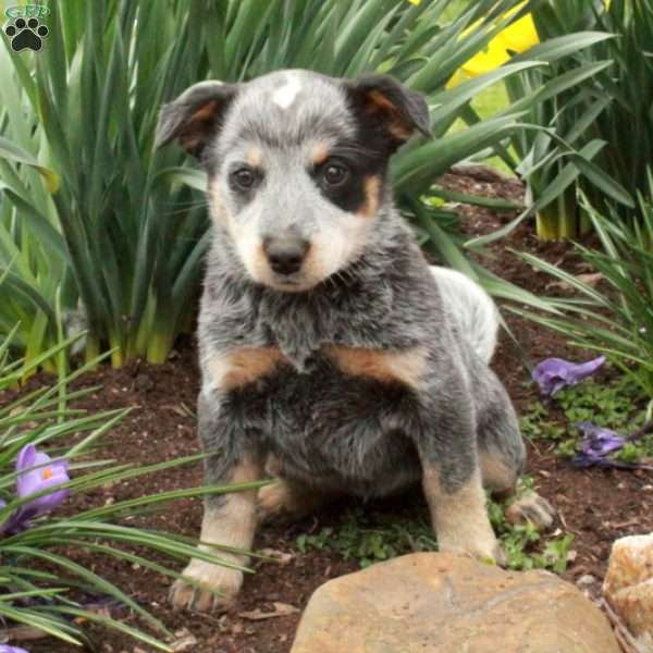 Fern, Blue Heeler – Australian Cattle Dog Puppy