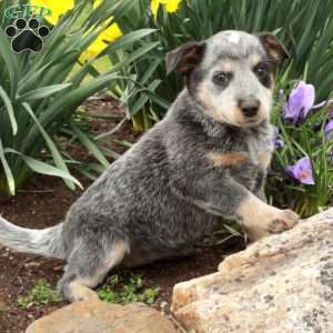 Fern, Blue Heeler – Australian Cattle Dog Puppy