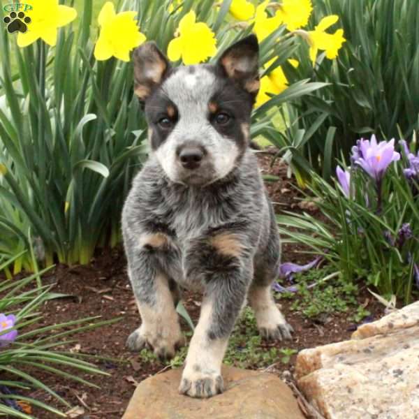 Finch, Blue Heeler – Australian Cattle Dog Puppy