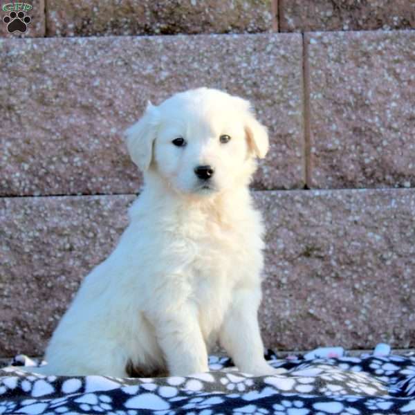 Finley, English Cream Golden Retriever Puppy