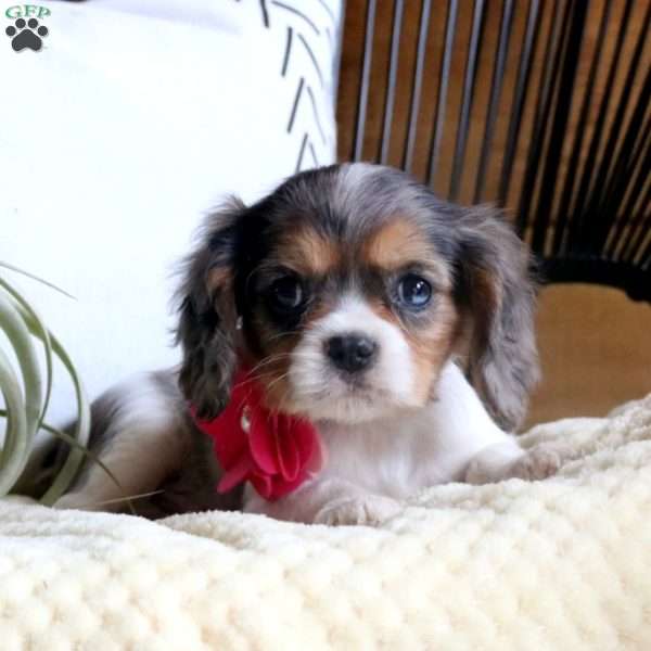 Finley, Cavalier King Charles Spaniel Puppy