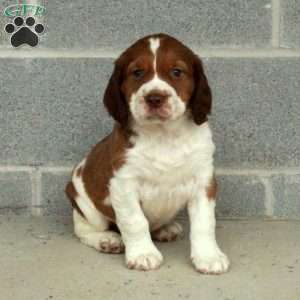 Puppies for Sale Under $300 - Price Under $300 | Greenfield Puppies