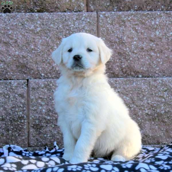 Finn, English Cream Golden Retriever Puppy