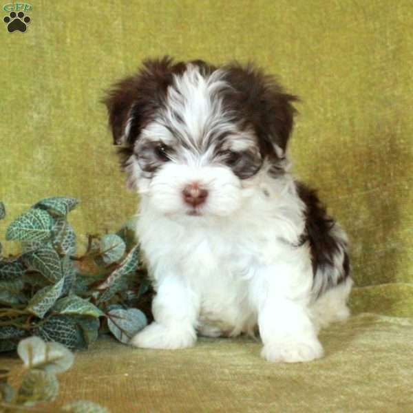 Finn, Havanese Puppy