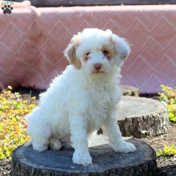 Fiona-RESERVED, Miniature Poodle Puppy
