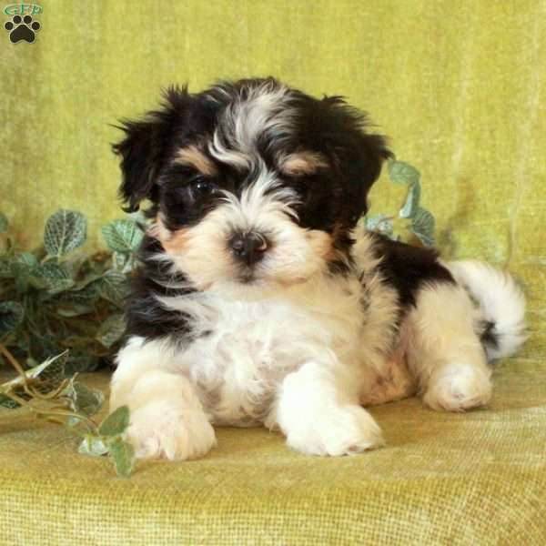 Fletcher, Havanese Puppy