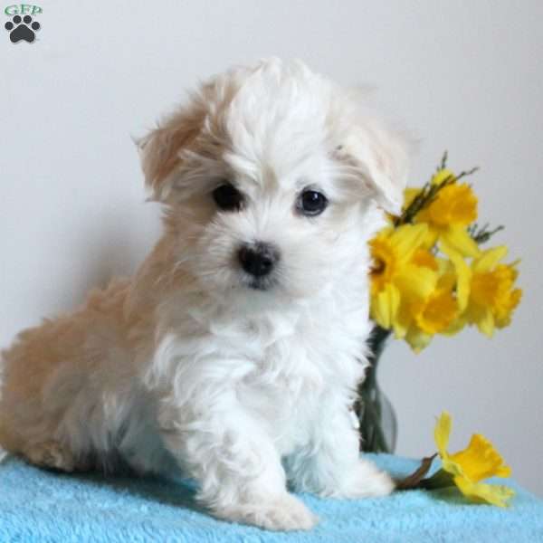 Flo, Maltese Puppy