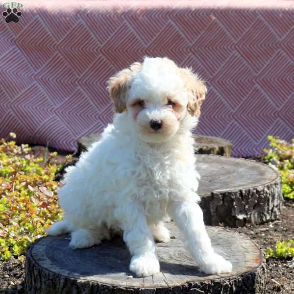 Flora-RESERVED, Miniature Poodle Puppy