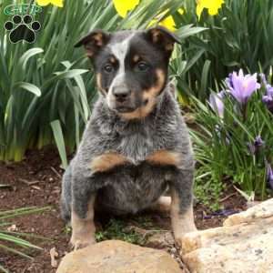 Blue Heeler Puppies For Sale - Greenfield Puppies