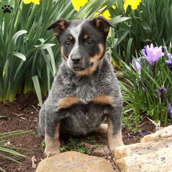 Flora, Blue Heeler – Australian Cattle Dog Puppy