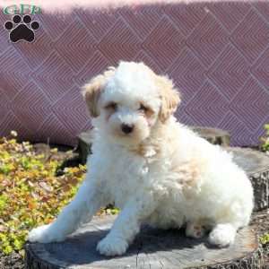 Flora-RESERVED, Miniature Poodle Puppy