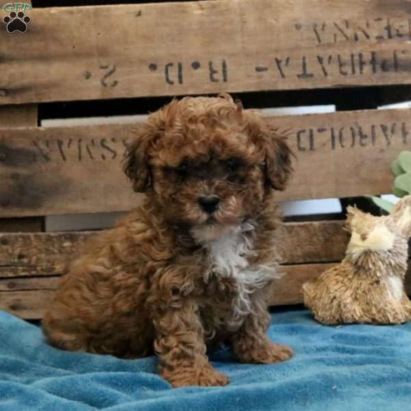 Foster, Shih-Poo Puppy