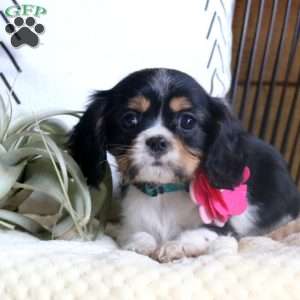 Foster, Cavalier King Charles Spaniel Puppy