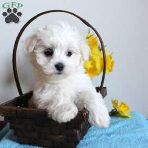 Fred, Maltese Puppy