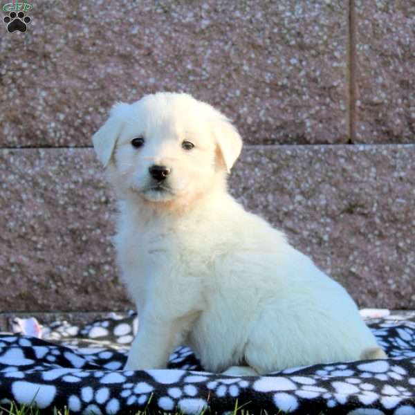 Freya, English Cream Golden Retriever Puppy