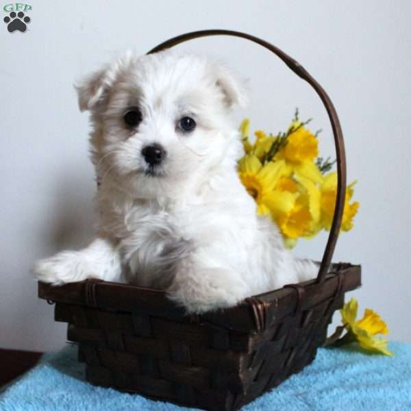 Freya, Maltese Puppy