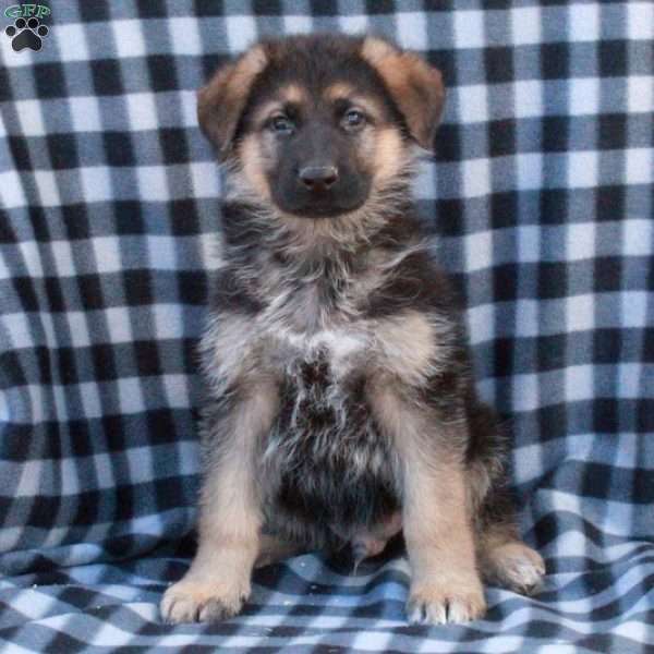 Gabe, German Shepherd Puppy