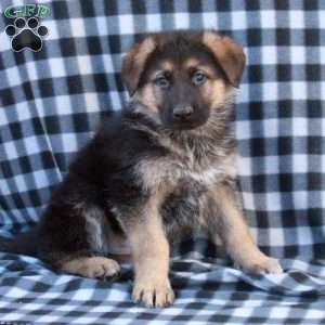 Gabe, German Shepherd Puppy