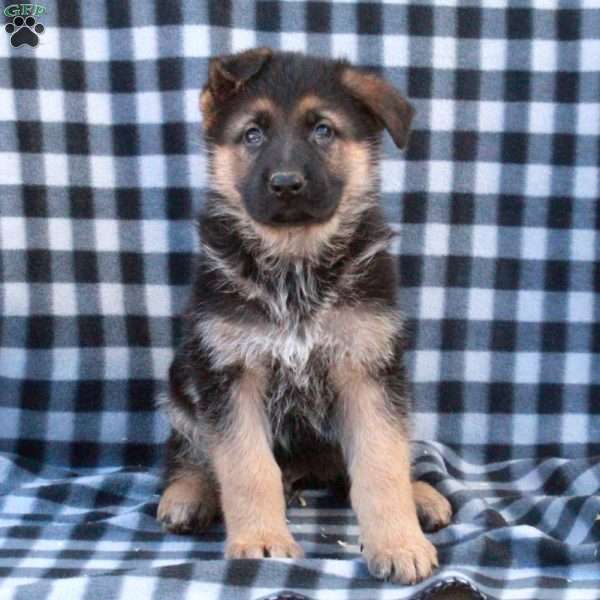 Gage, German Shepherd Puppy