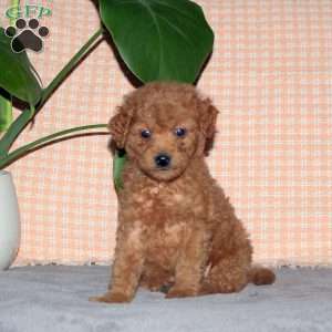 Garrett, Mini Goldendoodle Puppy