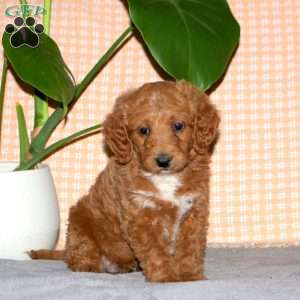 Gary, Mini Goldendoodle Puppy