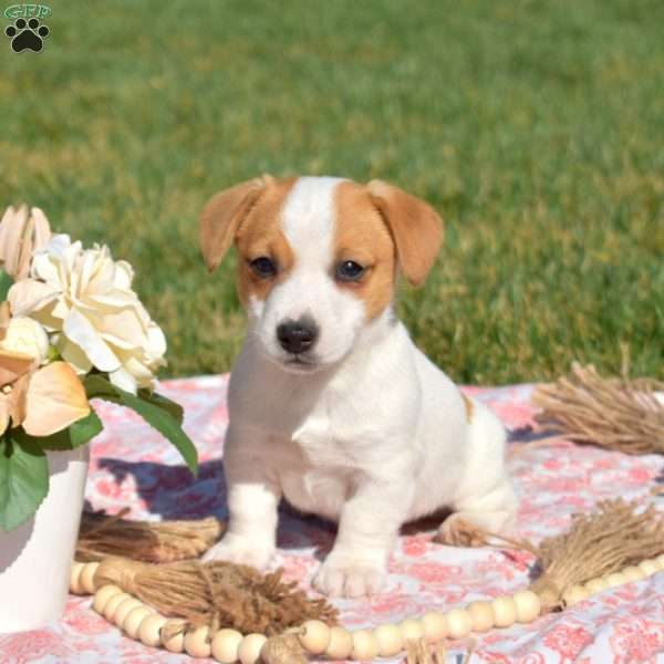 Gator, Jack Russell Terrier Puppy