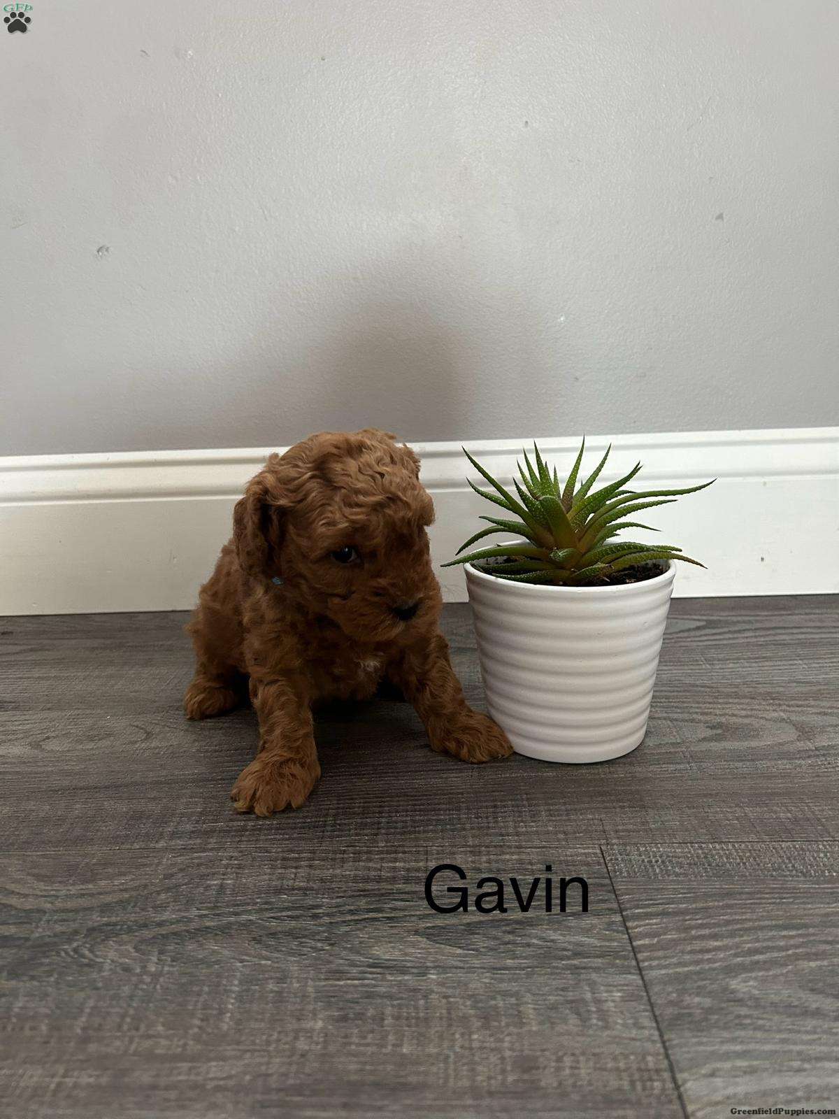 Mini Goldendoodle Meet Gavin A Puppy For Adoption