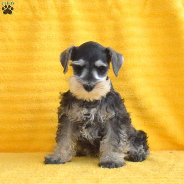 Gemma, Miniature Schnauzer Puppy