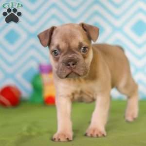 George, Frenchton Puppy