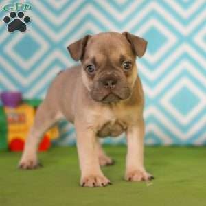 George, Frenchton Puppy