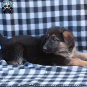 Gil, German Shepherd Puppy