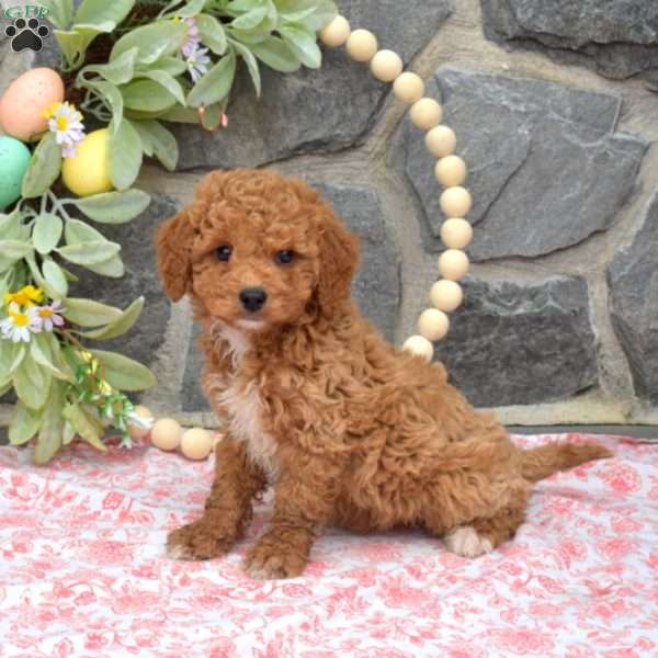 Gilligan, Mini Goldendoodle Puppy